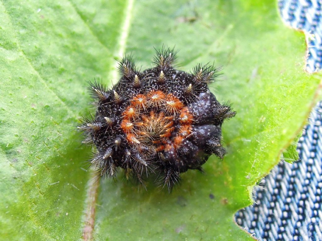 Melitaea phoebe